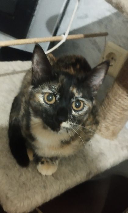 Отдам котят девочек  Срочно нужен Дом