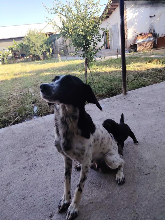 Ruskiy spaniel 2 ta urgochi bolasi