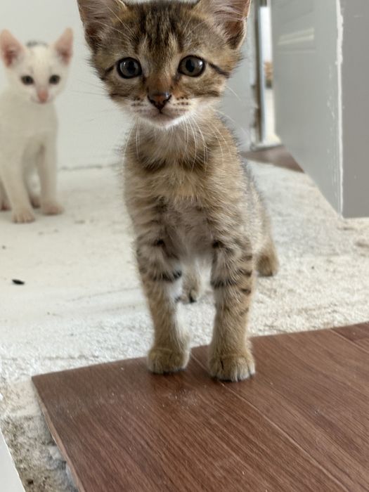 Милые девочки-котята, котенок в добрые руки! Доставим бесплатно