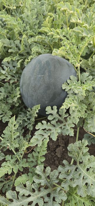 Vând Pepeni baroneasa