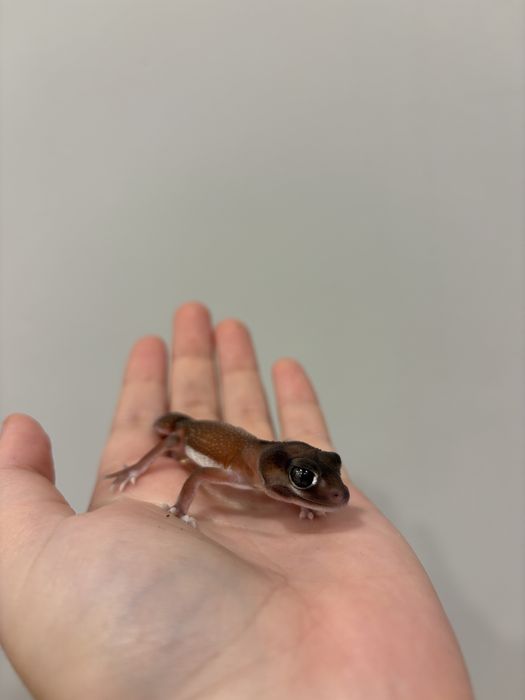 Нефрурусы геккон