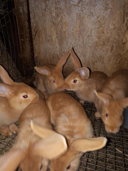 Продам кроликов не дорого.