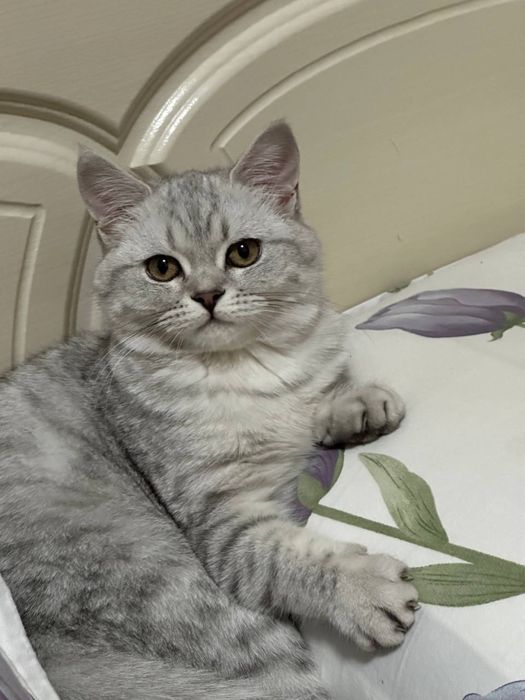 Британская короткошёрстная