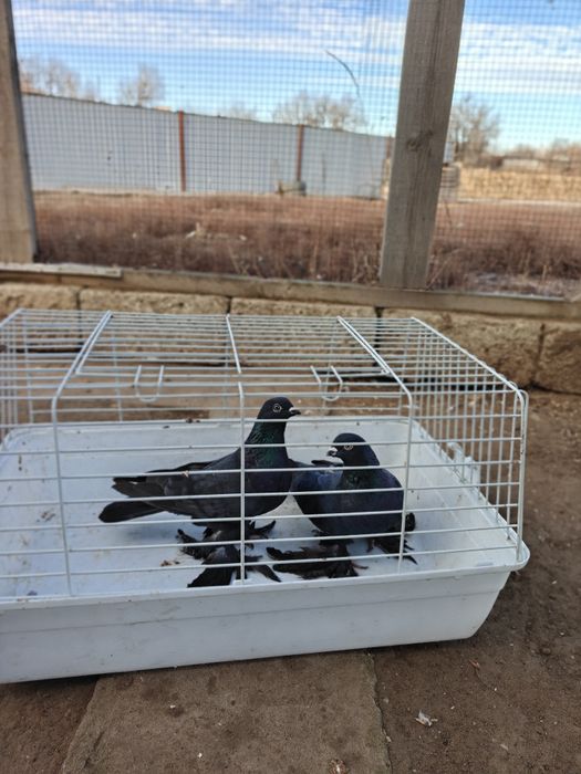 Продам голубей..