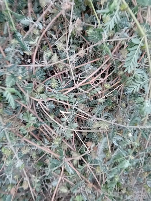 Билка Бабини зъби