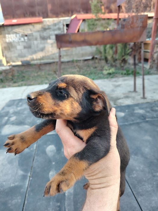 Продам щенков ягдтерьера