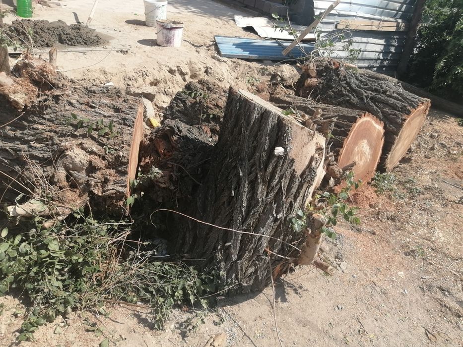 Тал кесемін.  Спиливаю деревья