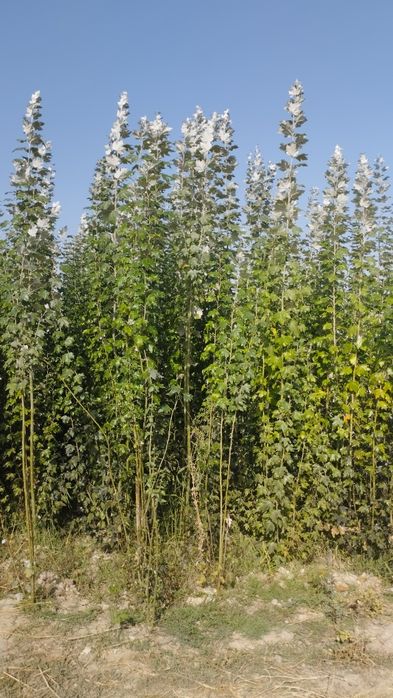 Саженцы все виды