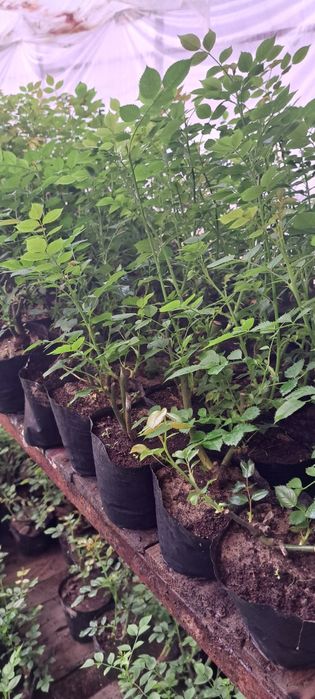 Саженцы Роза кошеттери