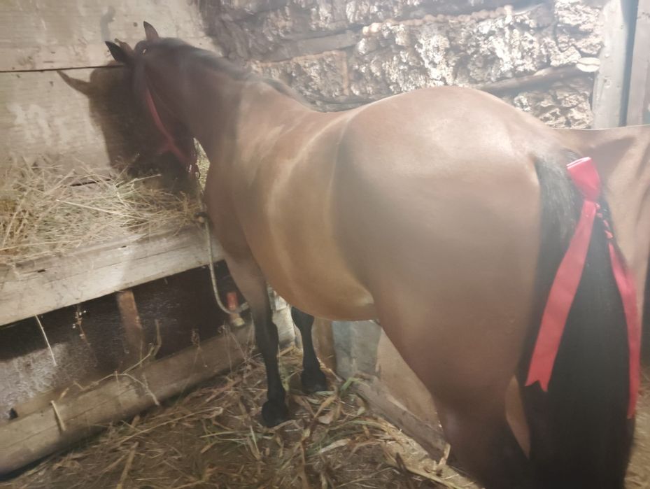 Cal de vânzare 6 ani sunt de acord pentru ori ce proba preț 80 mil