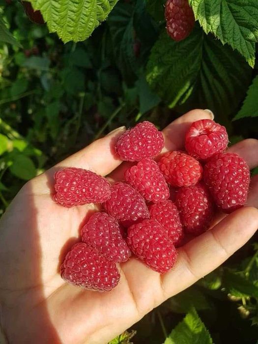 Stoloni CAPSUNI / FRAGI / drajoni ZMEURĂ / butași MURE