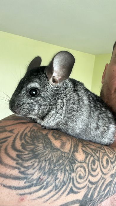 Vand chinchille pentru detali  aveti nr de watap