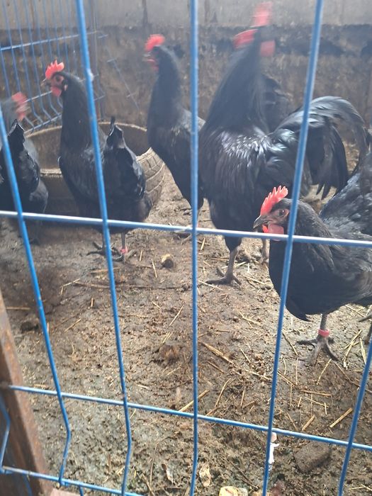 Кора товук тухуми сотилади . Зоти чиройли