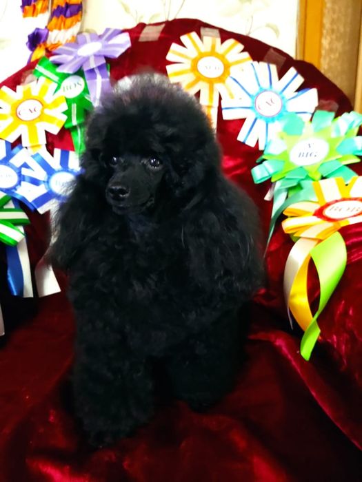 Вязка с Чемпионом Казахстана