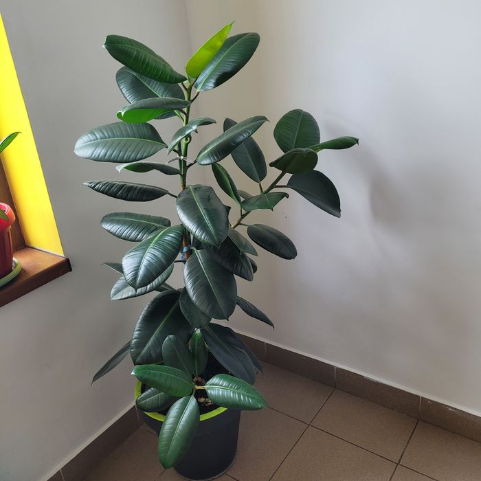 Ficus sanatos si frumos!