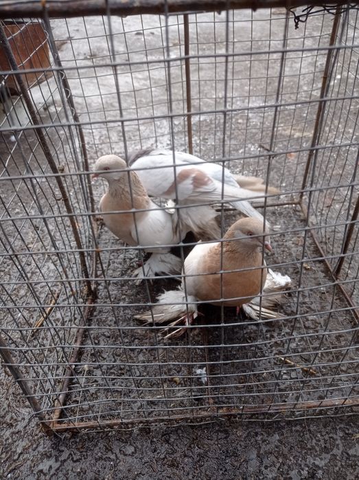 Голуби Голубки самки