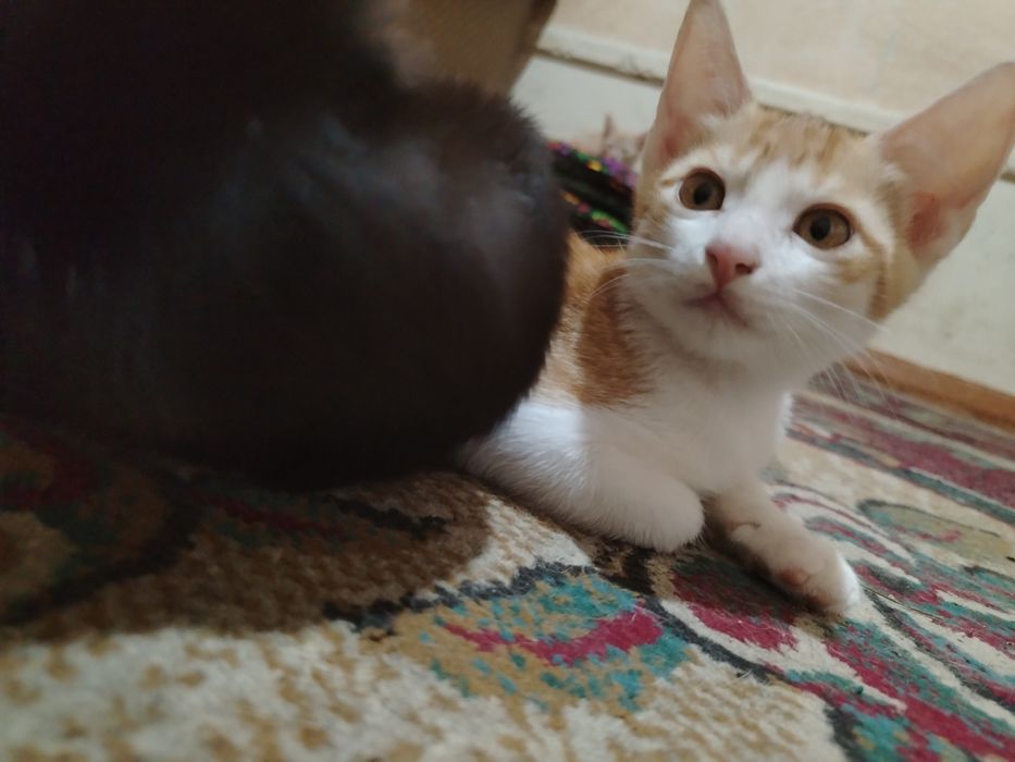 Котята  в добрые руки