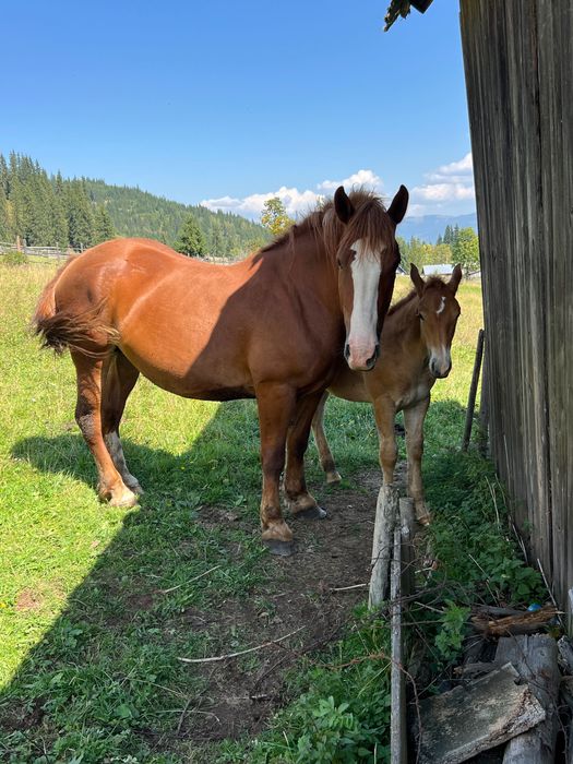 Vând iapă grea cu mânză de 3 luni