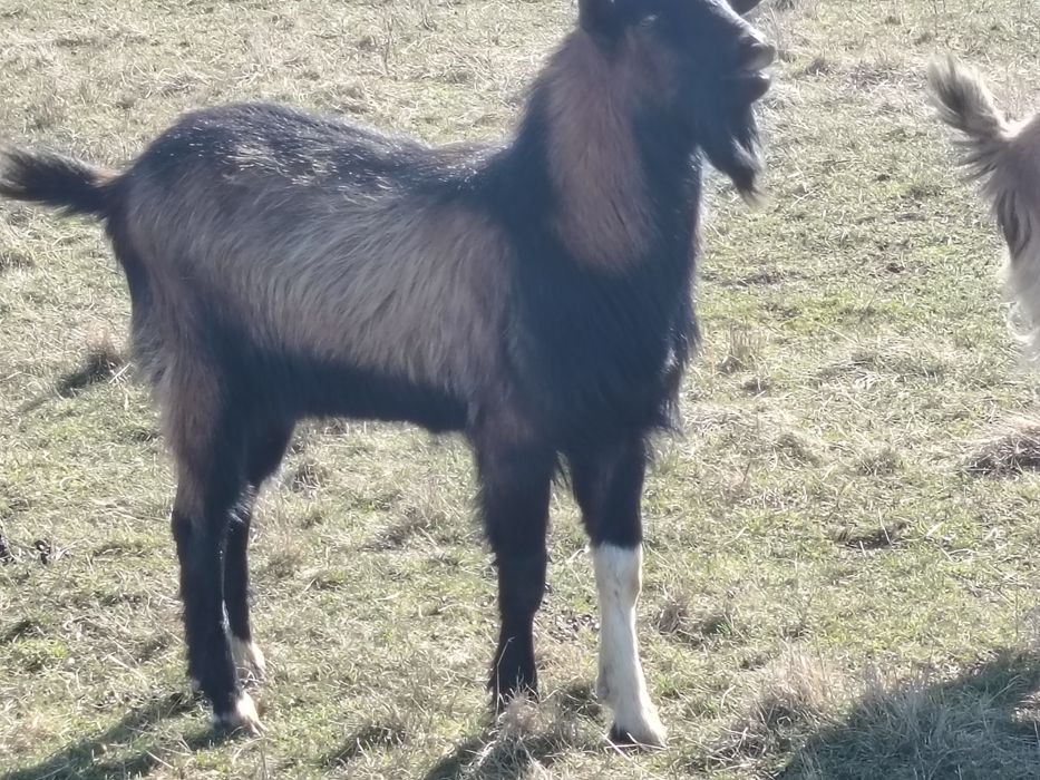 iezi alpini francezi