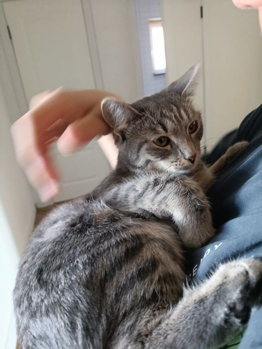 Отдам кошку в добрые руки