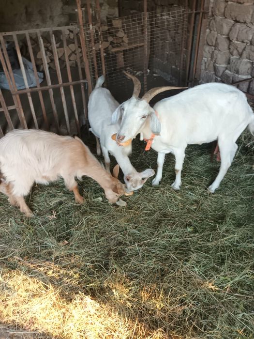 Продавам 1 коза с 3 ярета