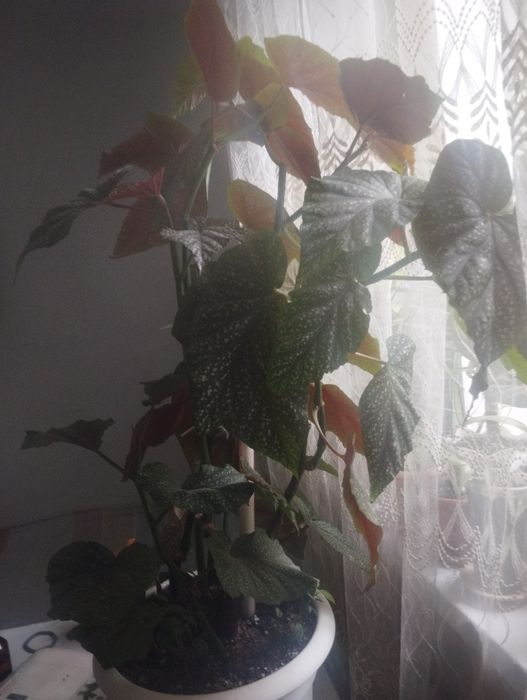 Цветы для дома и офиса