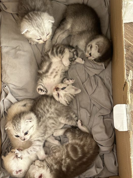 Шотландские котята