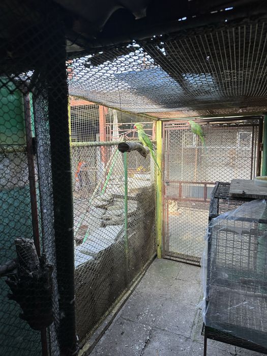 Папагали голям Александър
