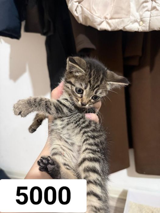 2 мысык сатылады 2  аилык