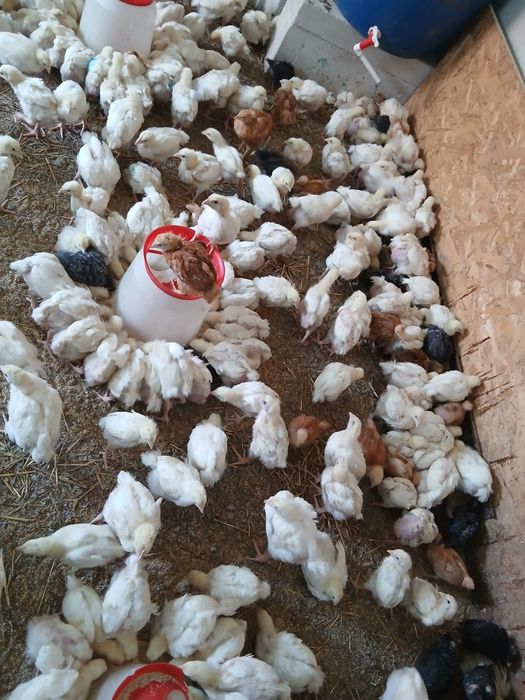 Pui de carne, rasa mixta si curci