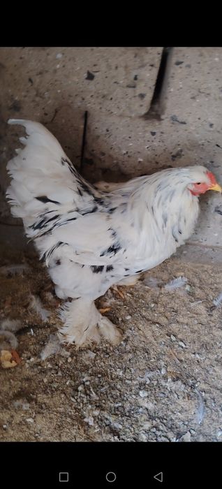 Яйцо Брамы Инкубационные.