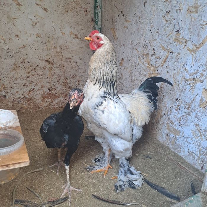 Продам петуха брама