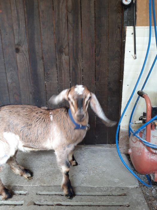 Țăpișor capre anglonubiene