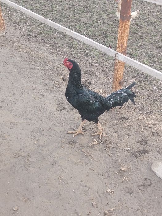 Dakan xoʼroz qiziquvchilar uchun