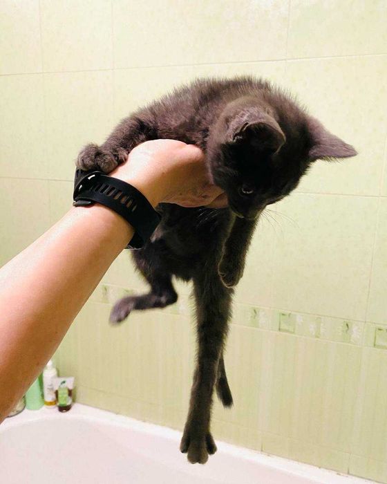 Котенок (девчока) ищет дом