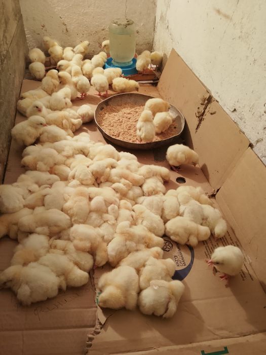 Продам домашних бройлеров