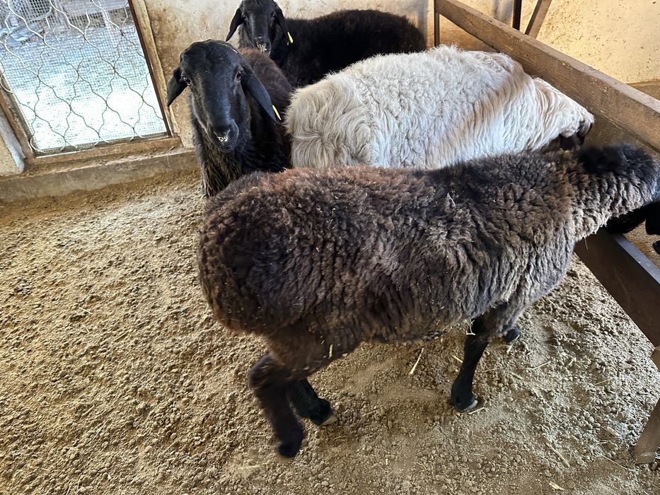 Семіз тоқты қошқарлар