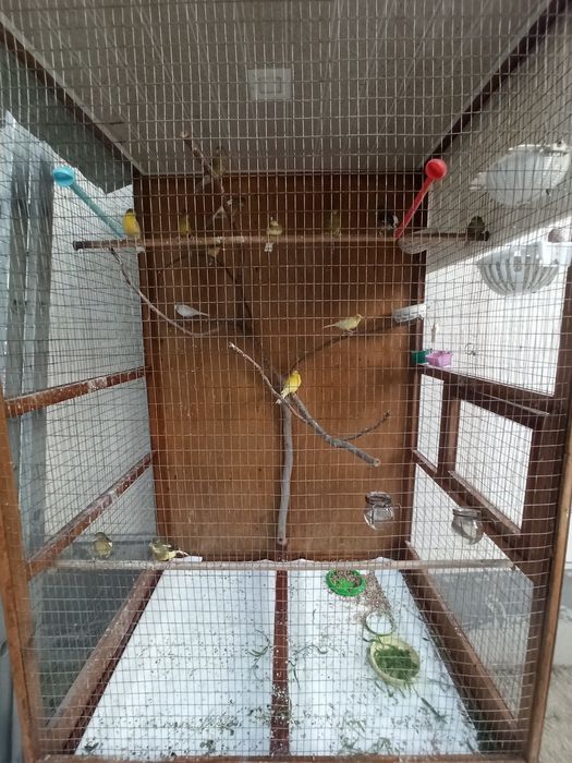 Kanareka 13-14 ta qapasi bn sotilad