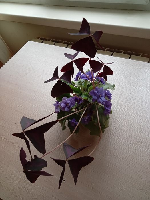 Эксклюзив! 2 в одном!