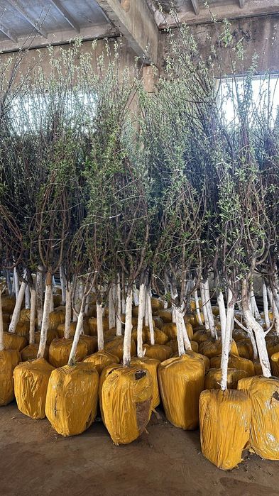 Яблони ели саженцы