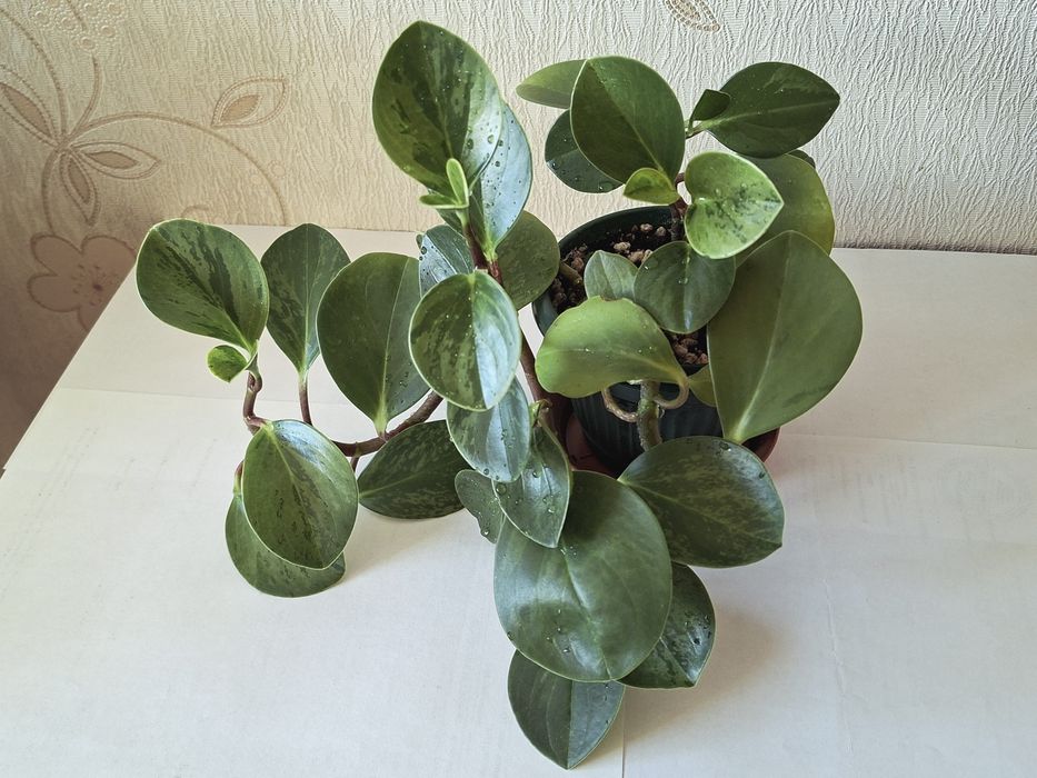 Пеперомия туполистная (Peperomia obtusifolia), Хлорофитум