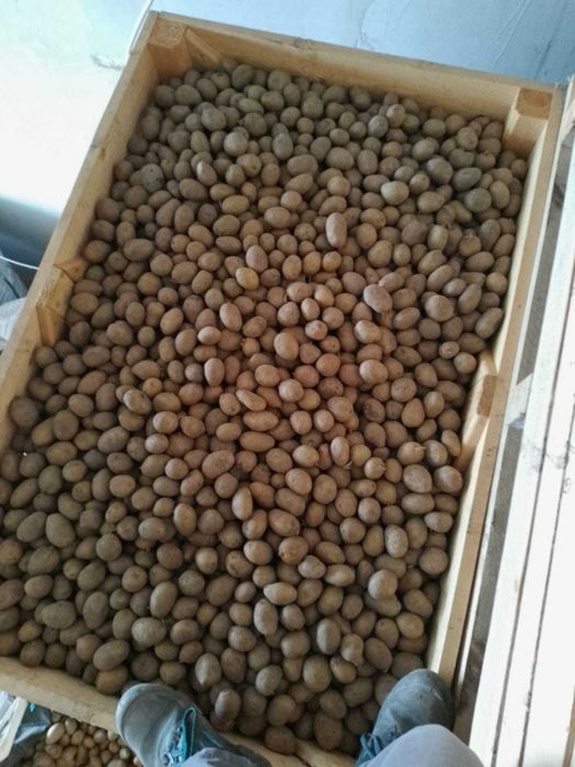 Samanta castofi samanta