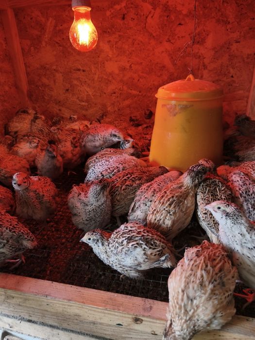 Пътпъдъци на всякаква възраст