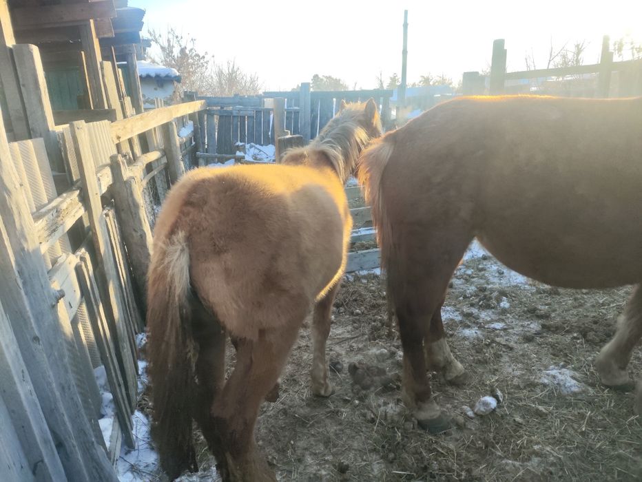 Продам кобылку писать на ватсап