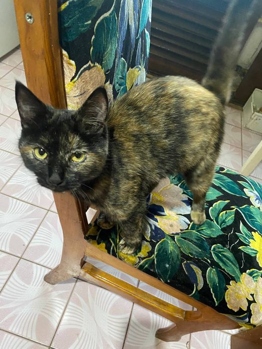 Кошка Маруся отдадим добрый руки