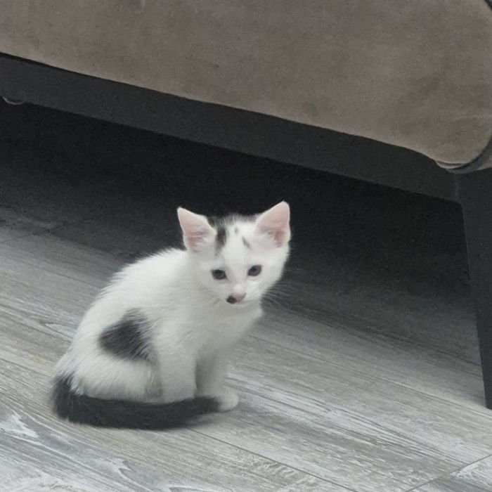 Отдам котят в хорошые руки