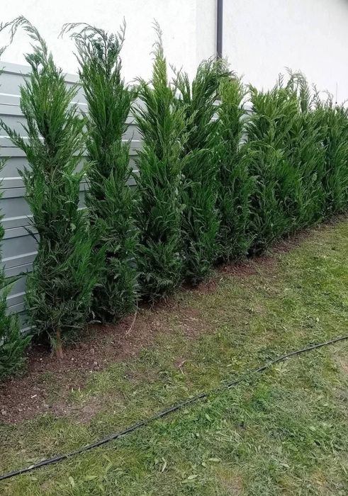 Cupressus leylandii 
Livram în toată țara