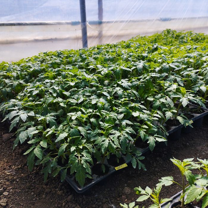 Răsaduri roșii Paris f1 si Prekos F1