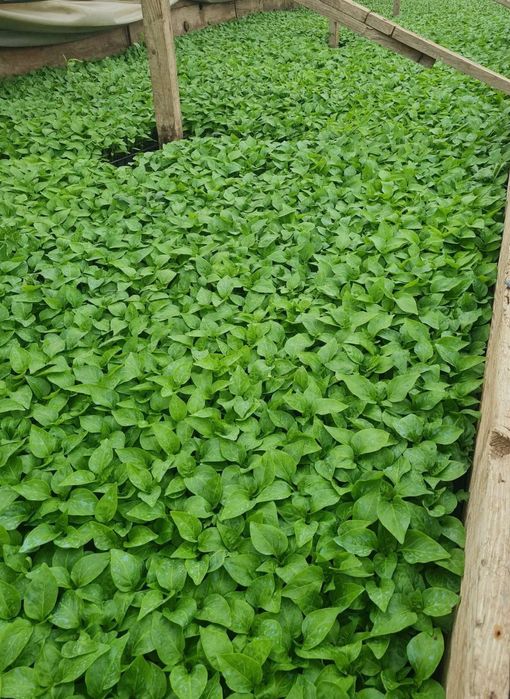 Rasad roșii, ardei, vinete…