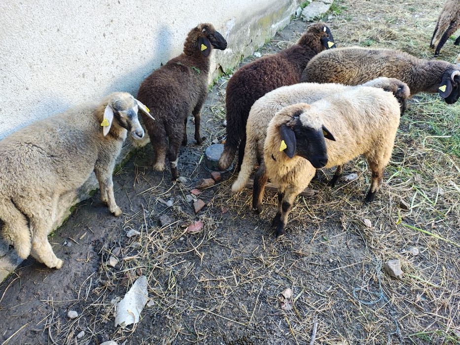 Mieluțe Miei  Carabase